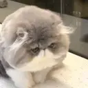 ملصق