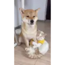 Çıkartma