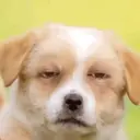 ملصق