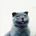 ملصق