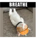 ملصق