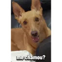 ملصق