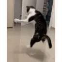 ملصق