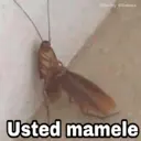 ملصق