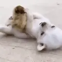 Çıkartma